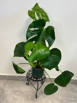 Monstera Deliciosa - 3