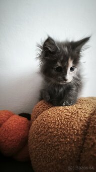 Maine coon Mainska myvalia mačka mačička mačiatko - 3