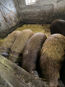 Predám kŕmniky mangalica x duroc v bio kvalite - 3