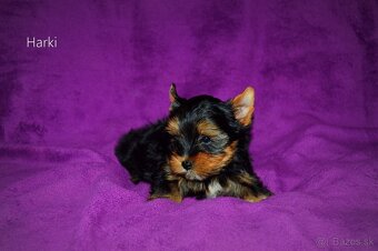 Yorkshirsky teriér mini s PP - 3