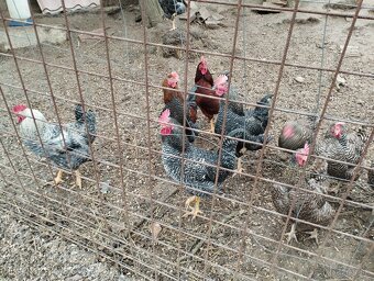 Predám kohútov - 3