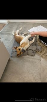 Jack russel terier na krytie - 3