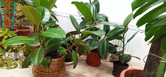 Ficus elastica - 3