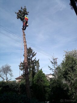 Výrub a orez stromov, arboristické práce - 3