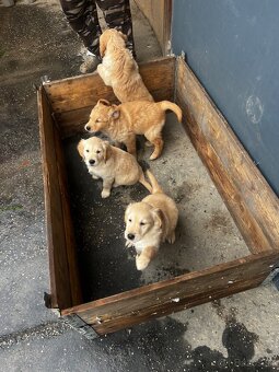 Zlatý Retriever - 3