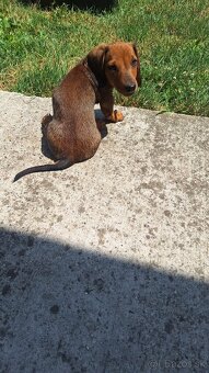 9tyzdnove jazveciky hnede - fenka a psik - 100eur - 3