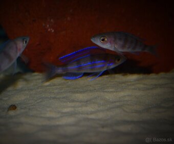 Paracyprichromis ammelrooyi - 3