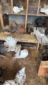 Holuby - Páviky - 3