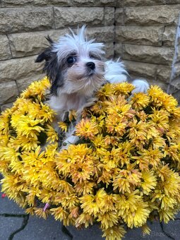 Yorkshirsky terier, yorkshirsky terier mini, biewer - 3