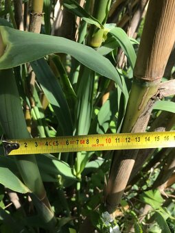 Predám BAMBUS, Bambusovú hľúzu - 3