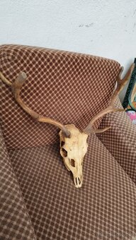 Predám trofej Daniela parožie zhody trofeje. - 3