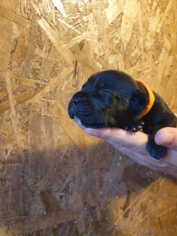Kvalitné šteniatko Cane Corso - 3