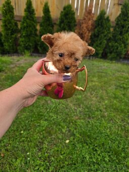 Krásne šteniatka Maltipoo - mini VIP sučka - 3