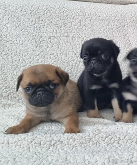 Mops - 3
