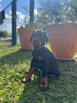 Doberman šteniatka - 3