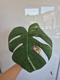 Monstera Albo Variegata - odrezok - 3