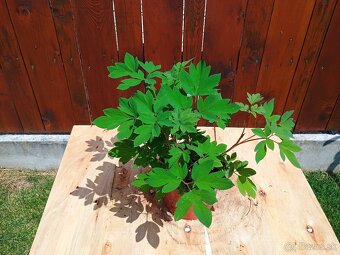 Dicentra srdcovka - 3