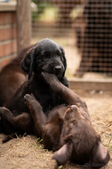 Flat coated retriever - štěňátka s PP se zajímavým rodokmene - 3
