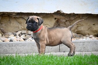 Bullmastiff, Bullmastif, Bulmastif štěňátka s PP - 3