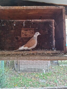 Hrdličky chichotavé - 3