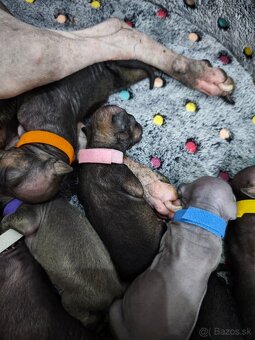 Americký bezsrstý teriér - 3