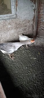 Predám párku husy 60 € - 3