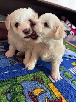 Maltézsky psík - 3