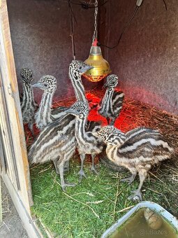 EMU hnedý - 3