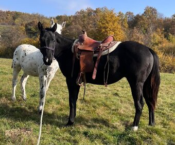 Čierny QH valach - 3