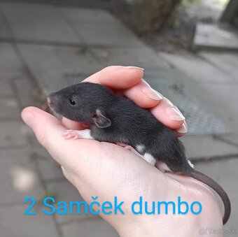❤ Exkluzívne dumbo, velveteen, rex potkaníky - 3