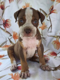 American Bully - 3