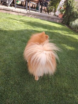 Ponúkam pomeriana na krytie - 3