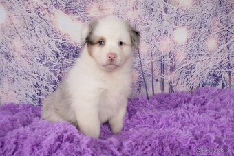 Austrálsky ovčiak sučka - 3