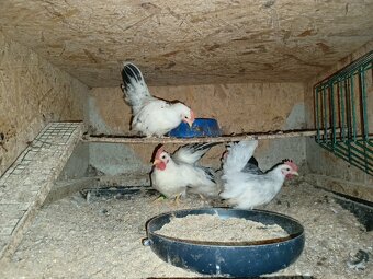 Predám kohutov Japonky chabo - 3