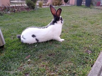 Nemecký obrovity strakáč - modrý - 3