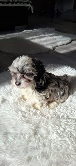 Maltipo,Maltipoo - 3