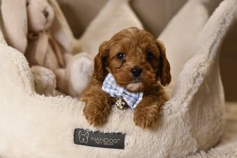Cavapoo F1 psík hľadá milujúci domov - 3