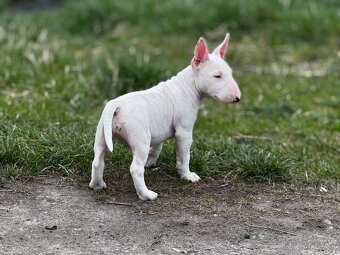 Miniatúrny Bulterier , bullterrier s pp - 3