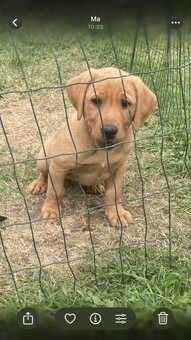 Labrador - 3