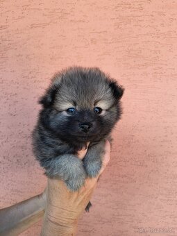 Špic typ pomeranian - 3