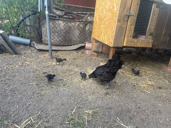 Ayam cemani - 3