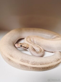 ULTIMATE PASSION MOJAVE YELLOW BELLY 66% HET PIED SAMICA - 3
