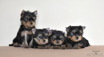 YORKSHIRE TERRIER s PP rodokmenom - yorkshirsky terier - 3