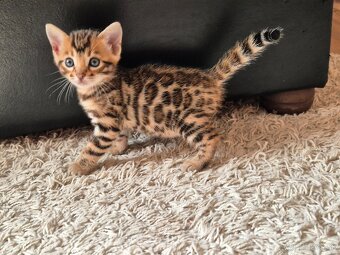 Prémiové bengálske mačiatko - 3