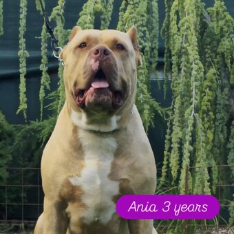 American bully - 3