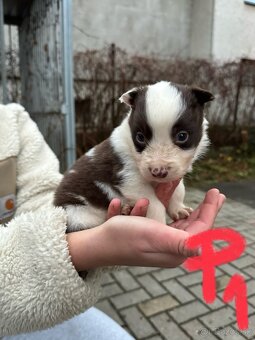 Predám border kólia šteniatka - 3