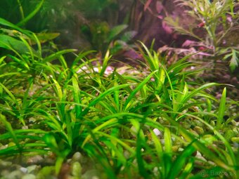 RASTLINY Z AKVARIA 3 - 3