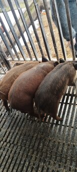 Durok,presticky,mangalica - 3