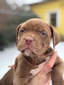 American bully xl - 3