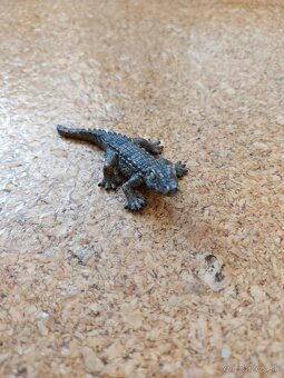 Plastove zvierata a dinosaury - 3